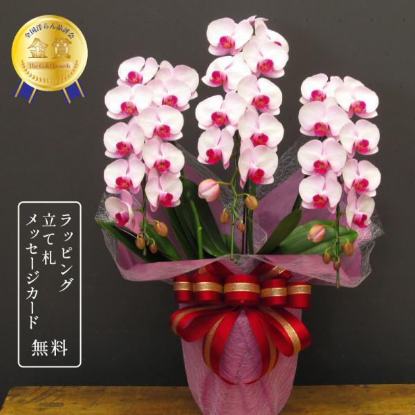 胡蝶蘭 彩3本立ち【全国洋らん品評会金賞受賞胡蝶蘭】開店祝い 開院祝い お祝い 誕生日 母の日 敬老...