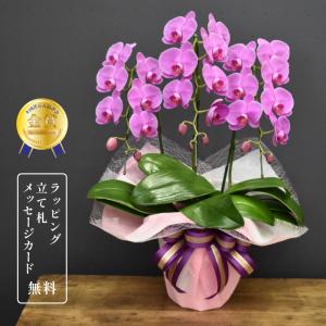 胡蝶蘭ガーネット3本立ち 全国洋らん品評会金賞受賞胡蝶蘭 開店祝い お祝い 誕生日 母の日 父の日 敬老の日 初節句 季節のイベント M Granatus 3 胡蝶蘭の専門店 オーキッドハウス 通販 Yahoo ショッピング