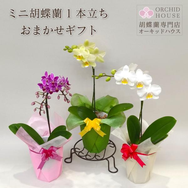 ミニ胡蝶蘭 1本立ち 蘭 胡蝶蘭 花 生花 誕生日 お祝い ギフト 母の日 プレゼント 鉢植え 花鉢...
