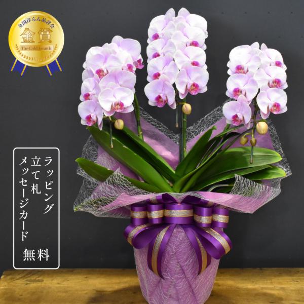 胡蝶蘭 モモ3本立ち お祝い 開店祝い 誕生日 母の日 父の日 敬老の日 ギフト プレゼント 蘭 花...