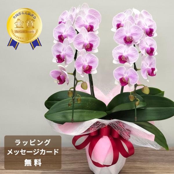 胡蝶蘭 オリビア2本立ち【全国洋らん品評会金賞受賞胡蝶蘭】ギフト 父の日 母の日 開店祝い お祝い ...
