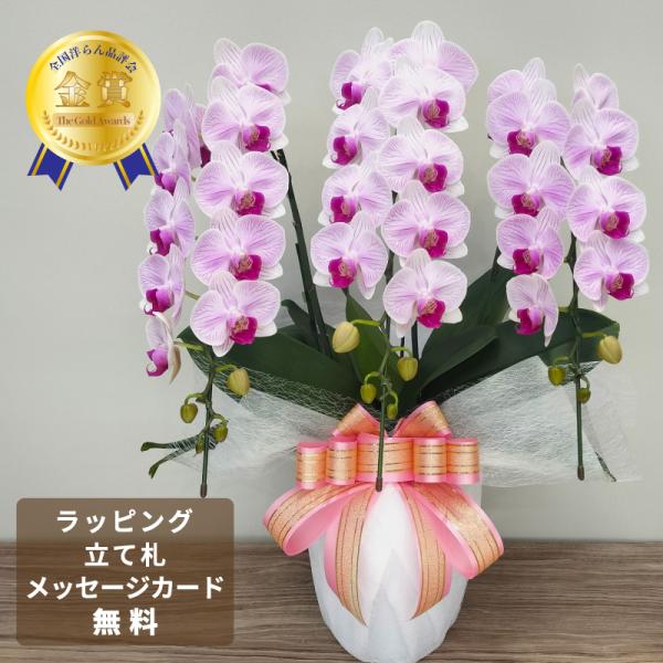 胡蝶蘭 オリビア3本立ち【全国洋らん品評会金賞受賞胡蝶蘭】 母の日 開店祝い 開院祝い 就任祝い お...
