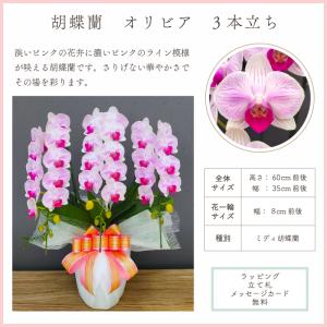 胡蝶蘭 オリビア3本立ち【全国洋らん品評会金賞...の詳細画像1