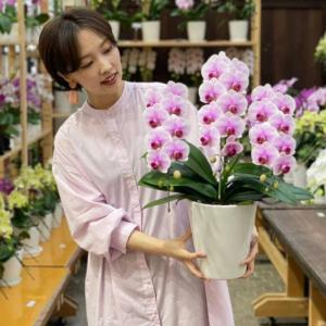 胡蝶蘭 オリビア3本立ち【全国洋らん品評会金賞...の詳細画像5