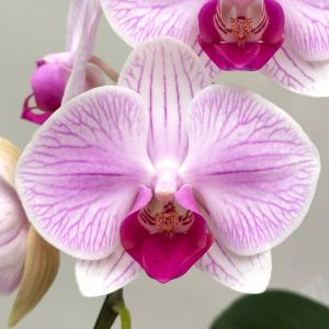 胡蝶蘭 オリビア3本立ち【全国洋らん品評会金賞...の詳細画像4