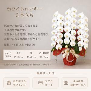 胡蝶蘭 大輪 48輪以上 ホワイトロッキー3本...の詳細画像1