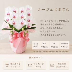 胡蝶蘭 蘭 ミディ ルージュ2本立ち【全国洋ら...の詳細画像1