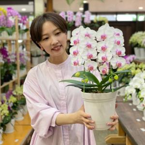 胡蝶蘭 蘭 ミディ ルージュ2本立ち【全国洋ら...の詳細画像4