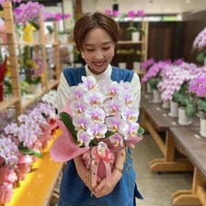 胡蝶蘭 もも姫2本立ち【全国洋らん品評会金賞受...の詳細画像5