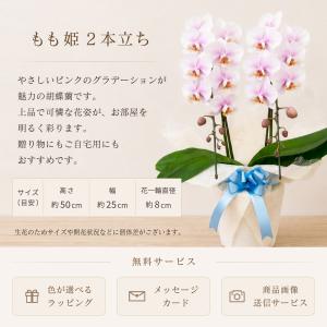 胡蝶蘭 もも姫2本立ち【全国洋らん品評会金賞受...の詳細画像1