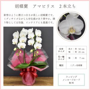胡蝶蘭 スーパーアマビリス2本立ち【全国洋らん...の詳細画像1