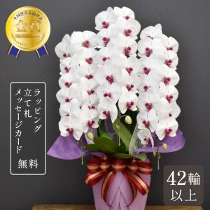 胡蝶蘭 白大輪 3本立ち響 8寸鉢（コチョウラン) 開店祝い/お祝い
