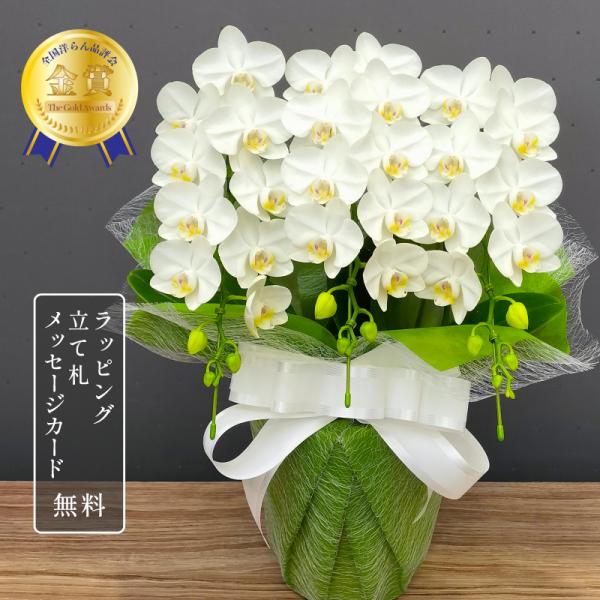 胡蝶蘭 スーパーアマビリス3本立ち【全国洋らん品評会金賞受賞胡蝶蘭】母の日 敬老の日 開店祝い お祝...