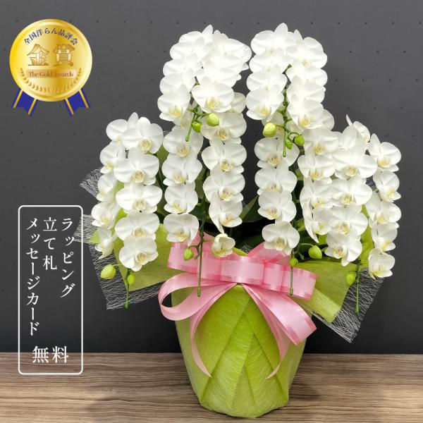 胡蝶蘭 スーパーアマビリス6本立ち 開店祝い 開院祝い 誕生日 母の日 父の日 敬老の日 ギフト お...