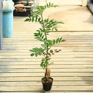 庭木 ナナカマドの商品一覧 通販 Yahoo ショッピング