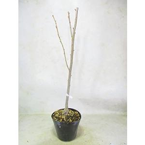 桜 苗木 陽光桜の商品一覧 通販 Yahoo ショッピング