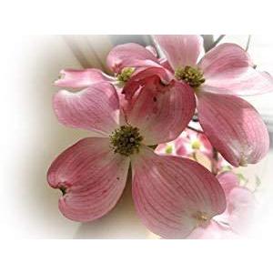 ハナミズキ ピンクの商品一覧 通販 Yahoo ショッピング