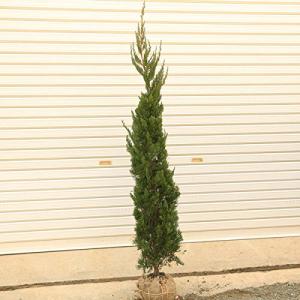 庭木 常緑樹 針葉樹の商品一覧 通販 Yahoo ショッピング