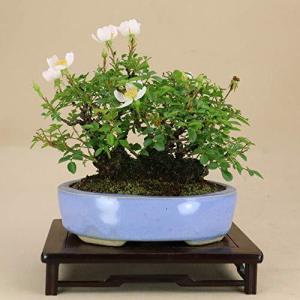 ノイバラ盆栽 盆栽 の商品一覧 盆栽 苔玉 花 ガーデニング 通販 Yahoo ショッピング