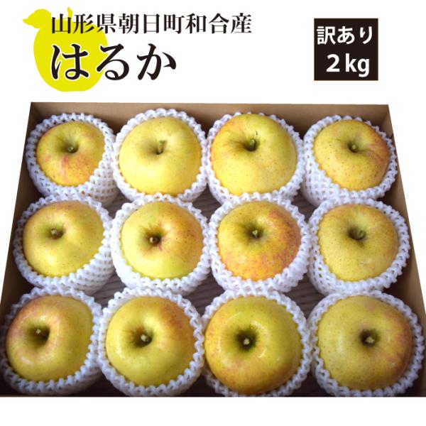 山形県朝日町 和合りんご はるか 訳あり 無袋 2kg 12月上旬〜順次発送