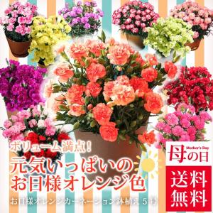 母の日 2017 遅れてごめんね ギフト プレゼント お日様オレンジカーネーション鉢植え5号 花鉢 ギフトランキング