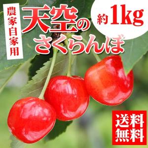 送料無料 さくらんぼ 山形県産 天空のさくらんぼ約1kg  農家自家用 佐藤錦 お取り寄せ フルーツ 果物 旬