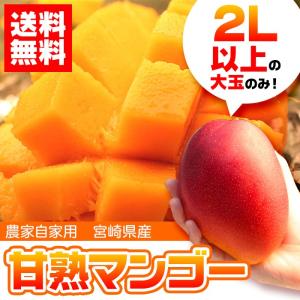 マンゴー 送料無料 訳あり 宮崎県産 大玉 甘熟マンゴー 1玉 ワケ 2L以上の大玉サイズフルーツ旬 トロピカル 国産 (gn)