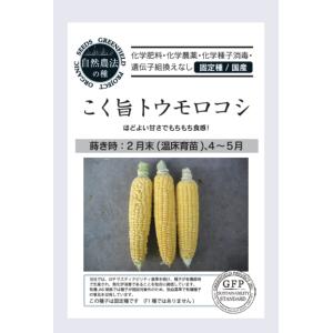 とうもろこし トウモロコシ 種 こく旨トウモロコシ オーガニック 自然農法 自然栽培 固定種｜organicstory