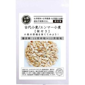 小麦 種 古代小麦 エンマー小麦 オーガニック 有機種子 固定種｜ミドリの種屋