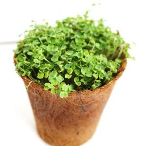 ヤシの木生まれのエコプランター 3号サイズ エコの詳細画像1