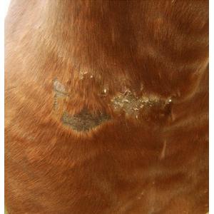 馬用皮膚疾患用修復クリーム: ANIMADERMの詳細画像3