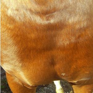 馬用皮膚疾患用修復クリーム: ANIMADERMの詳細画像4