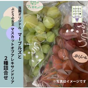 マーブルズとマスカットオブアレキサンドリアのセット　46:80size中村オリジナルぶどう園