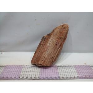 紅木化石（コウボッカセキ）　16ｃｍ前後一点もの｜osakanasouko