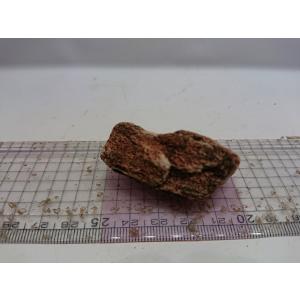 紅木化石（コウボッカセキ） Sサイズ　5ｃｍ前後一点もの｜osakanasouko