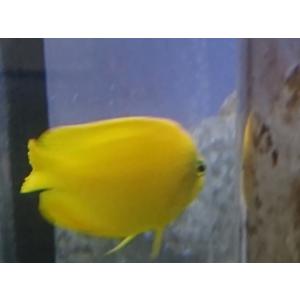 餌付け済み　ヘラルドヤッコ　　6cm前後　