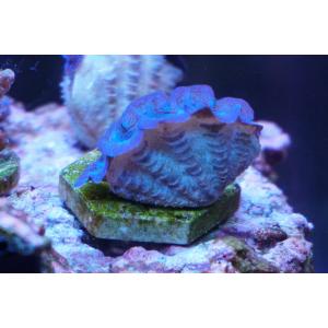 ヒレシャコガイの商品一覧 通販 Yahoo ショッピング