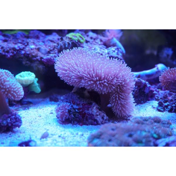 珊瑚（サンゴ）ウミキノコ フラワーポリプ　10ｃｍ前後　画像の生体をお届けいたします。