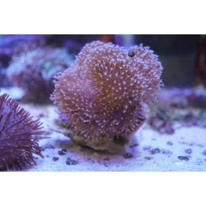 珊瑚（サンゴ）ウミキノコ　グリーン　フラグ　6ｃｍ前後　画像の生体をお届けいたします。