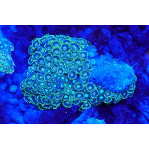 珊瑚（サンゴ）マメスナギンチャク　ブルー　6ｃｍ前後　画像の生体をお届けいたします。