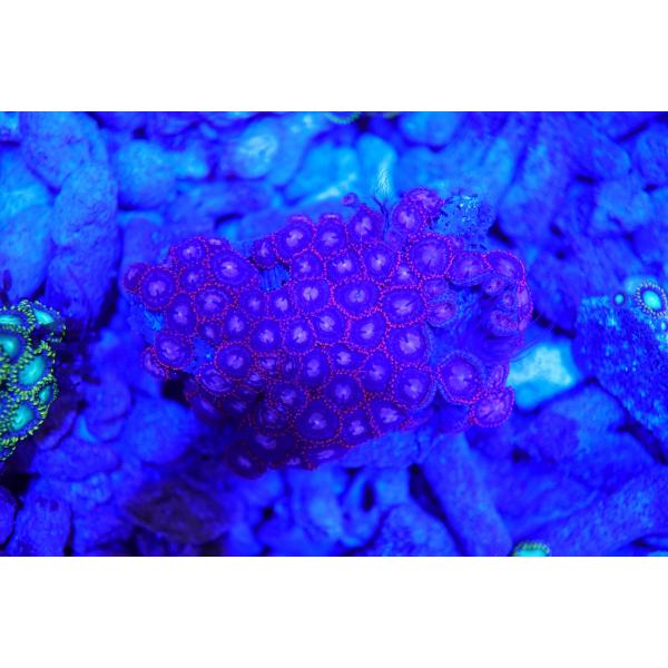 珊瑚（サンゴ）マメスナギンチャク　8ｃｍ前後　画像の生体をお届けいたします。