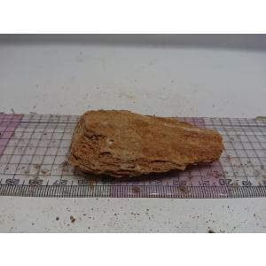 黄金木化石（オウゴンボッカセキ）Sサイズ　最長部分6cm前後　一点もの｜osakanasouko