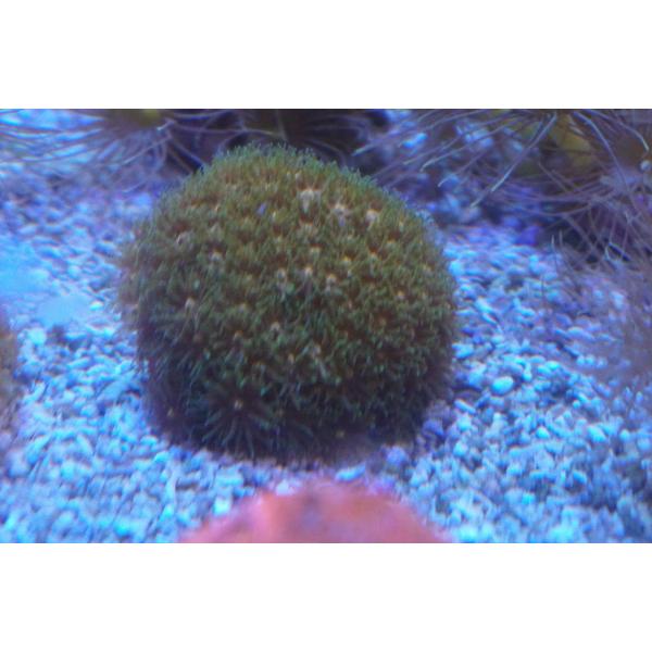 トゲルリサンゴ　5cm前後　画像の生体をお届けいたします。