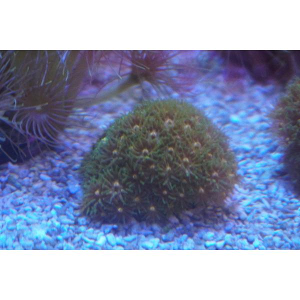 トゲルリサンゴ　5cm前後　画像の生体をお届けいたします。