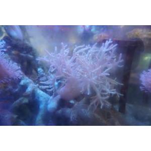 ヤナギカタトサカ  20ｃｍ前後　画像の生体をお届けいたします。アクリル水槽の細かい傷で見にくくてす...