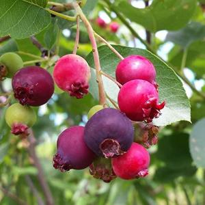 ジューンベリー苗木の商品一覧 通販 Yahoo ショッピング