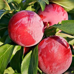 スモモ サンタローザの商品一覧 通販 Yahoo ショッピング