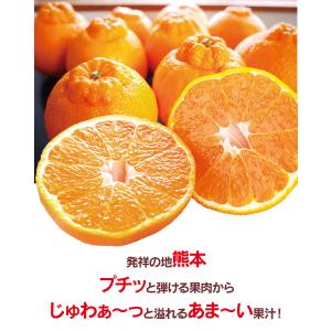 特選 不知火 完熟 おでこちゃん <2月上旬よ...の詳細画像2