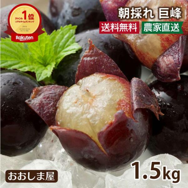 フルーツ 送料無料 巨峰 1.5kg(約3-5房) ＜7月中旬より順次出荷＞ ぶどう ブドウ 産地直...