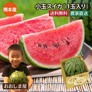 熊本産 小玉スイカ 1玉入り  ＜5月上旬より順次出荷＞